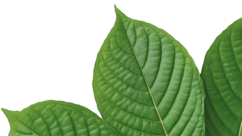 Kratom Leaf Decoration