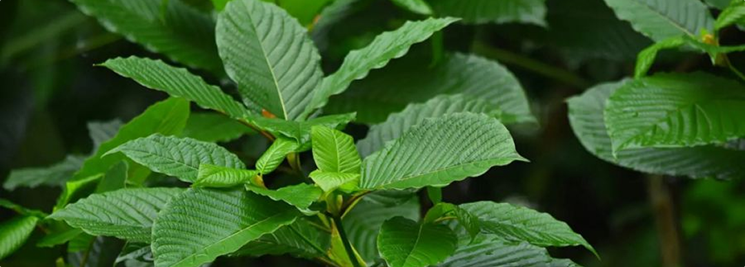How to Choose Quality Kratom Products