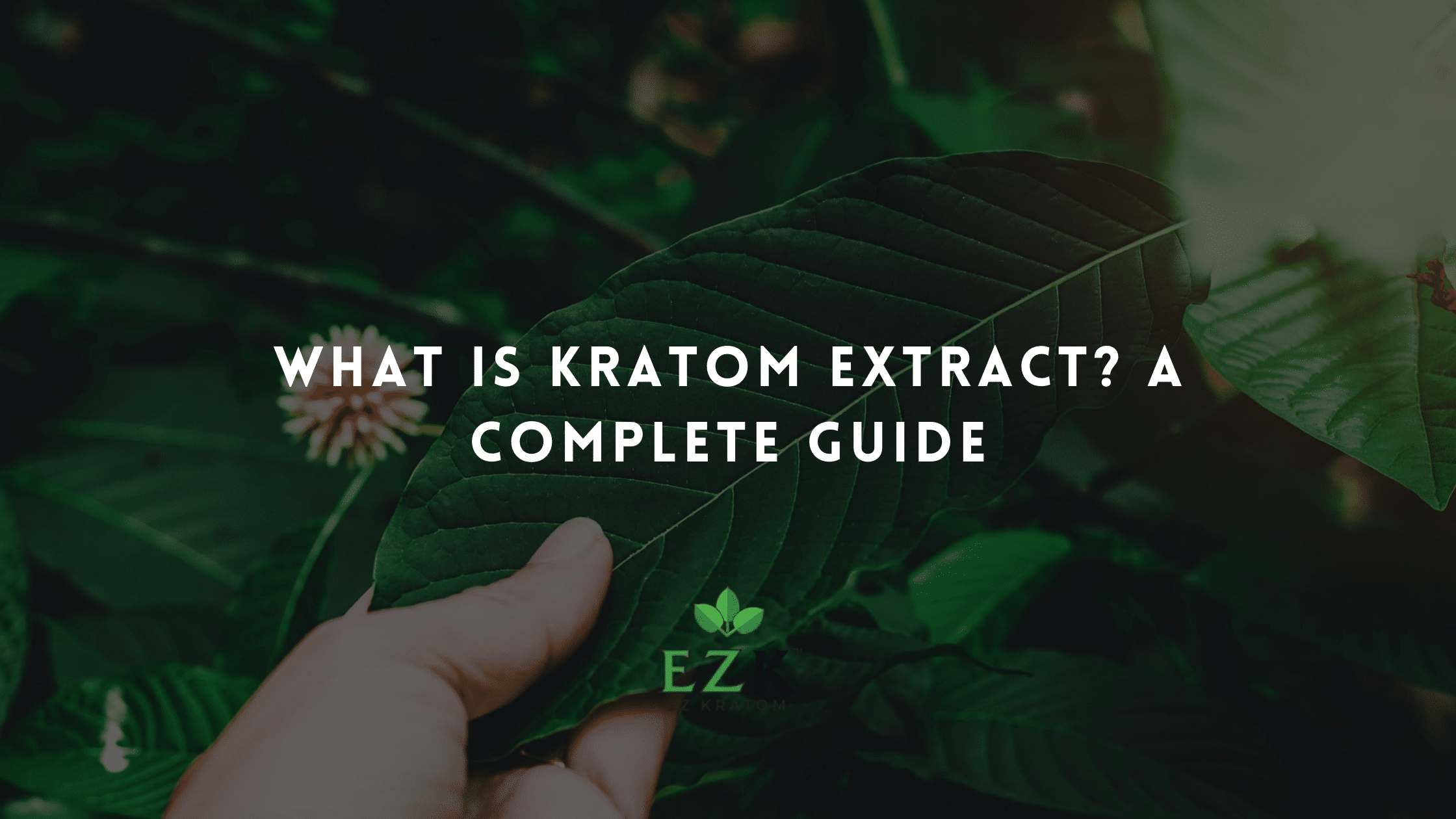 What Is Kratom Extract? A Complete Guide