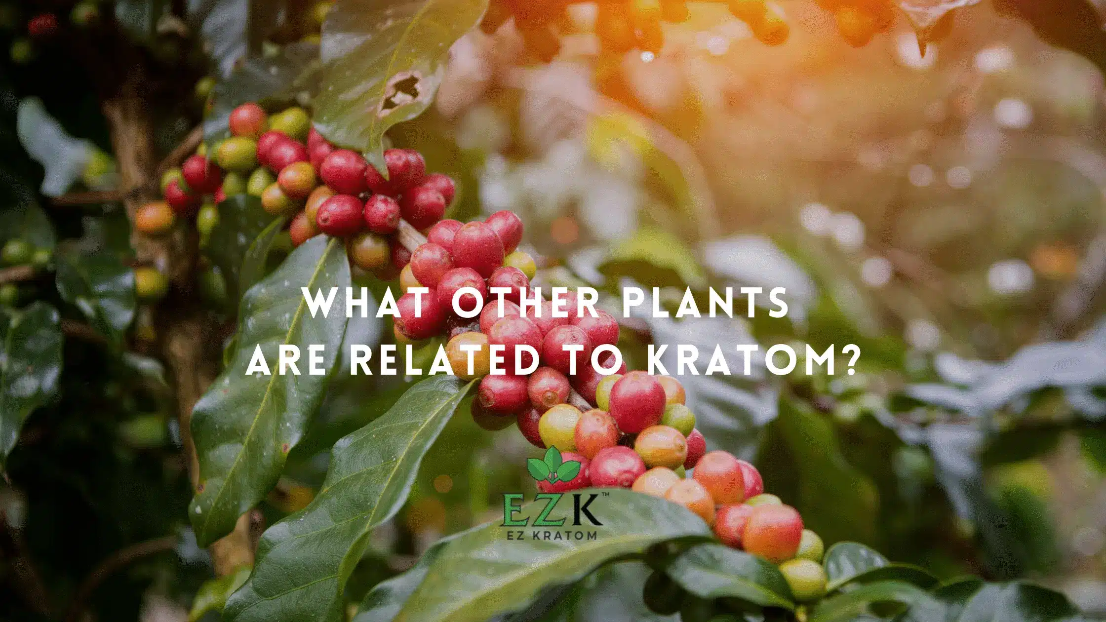 What Other Plants are Related to Kratom?