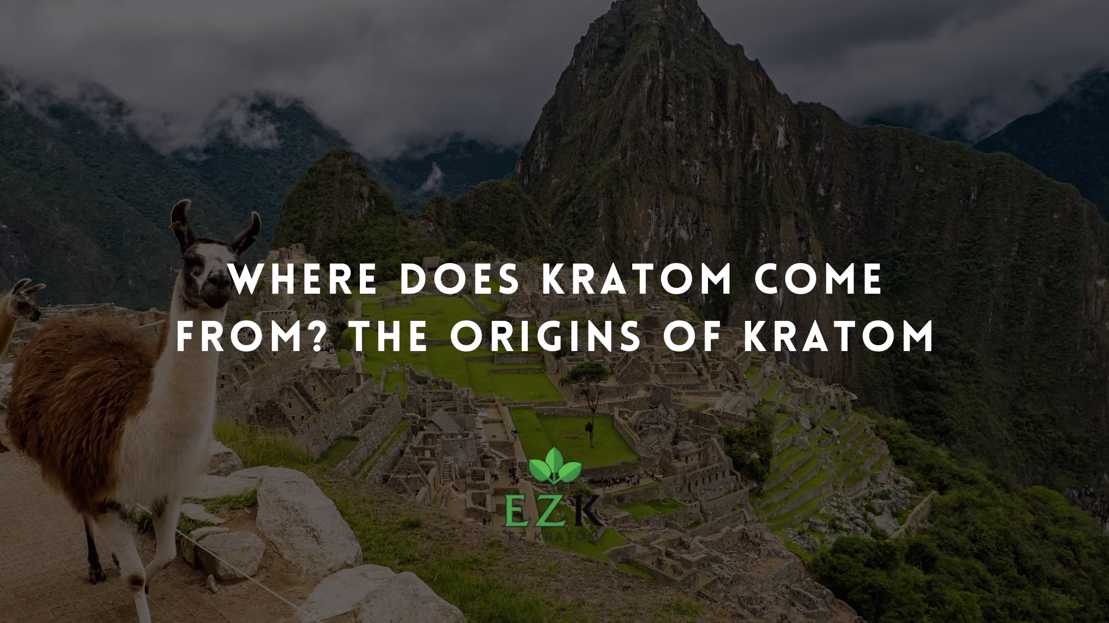 Where Does Kratom Come From? Understanding Its Origins, Growth, and Availability