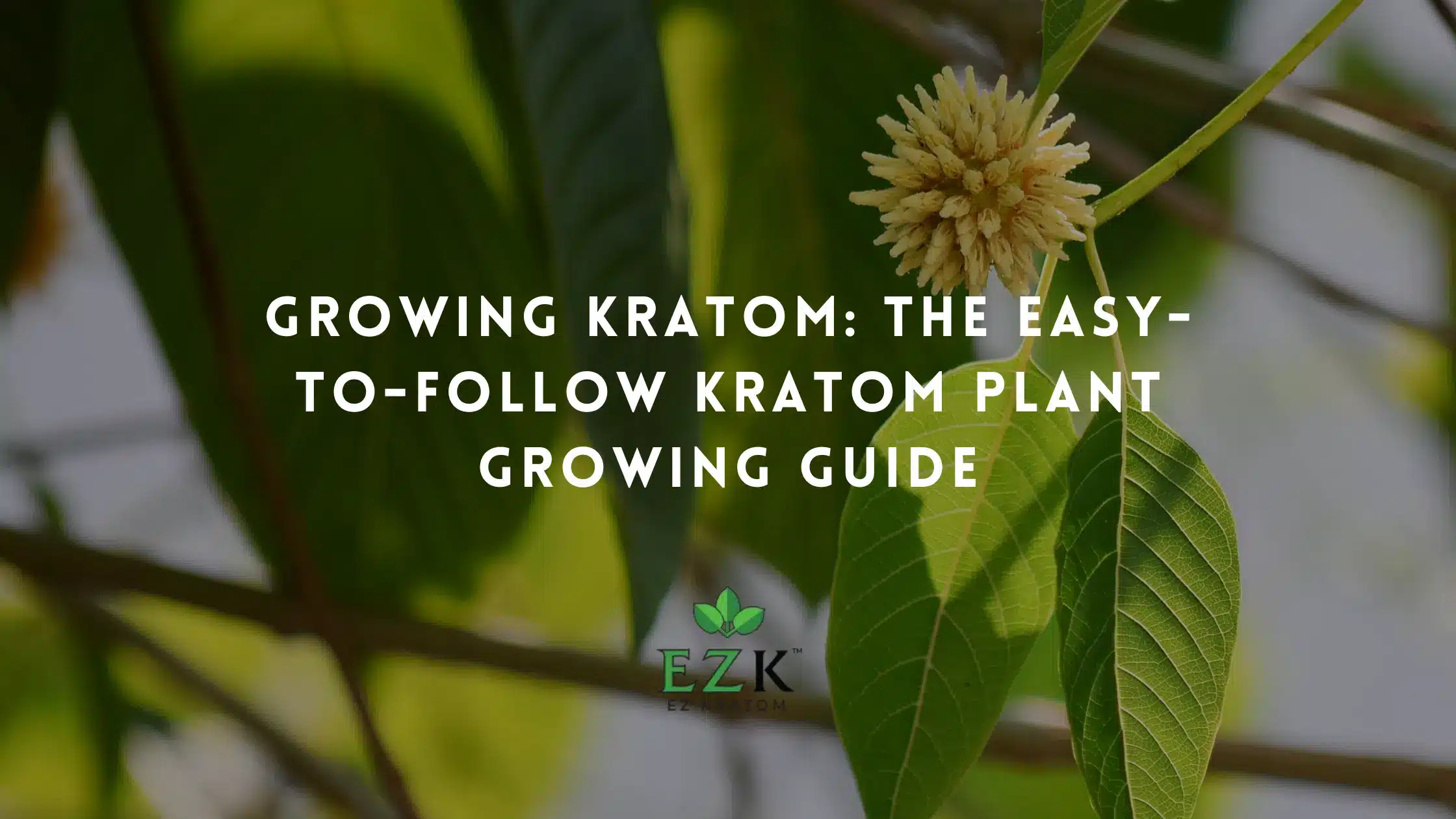 Growing Kratom: The Easy-to-Follow Kratom Plant Growing Guide