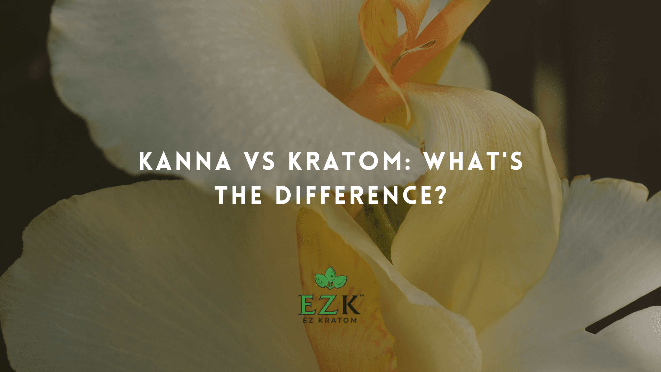 Kanna vs Kratom: What’s the Difference?