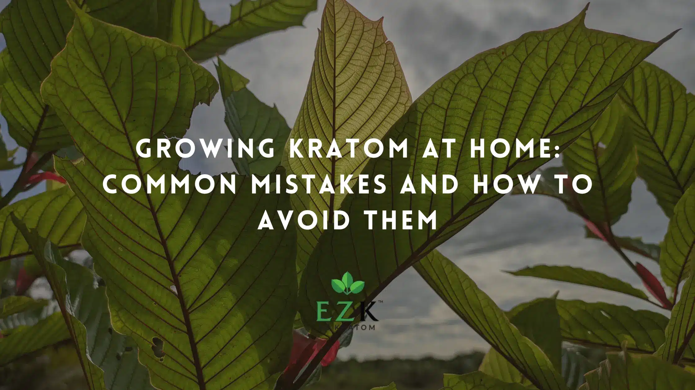 Growing Kratom at Home: Common Mistakes and How to Avoid Them