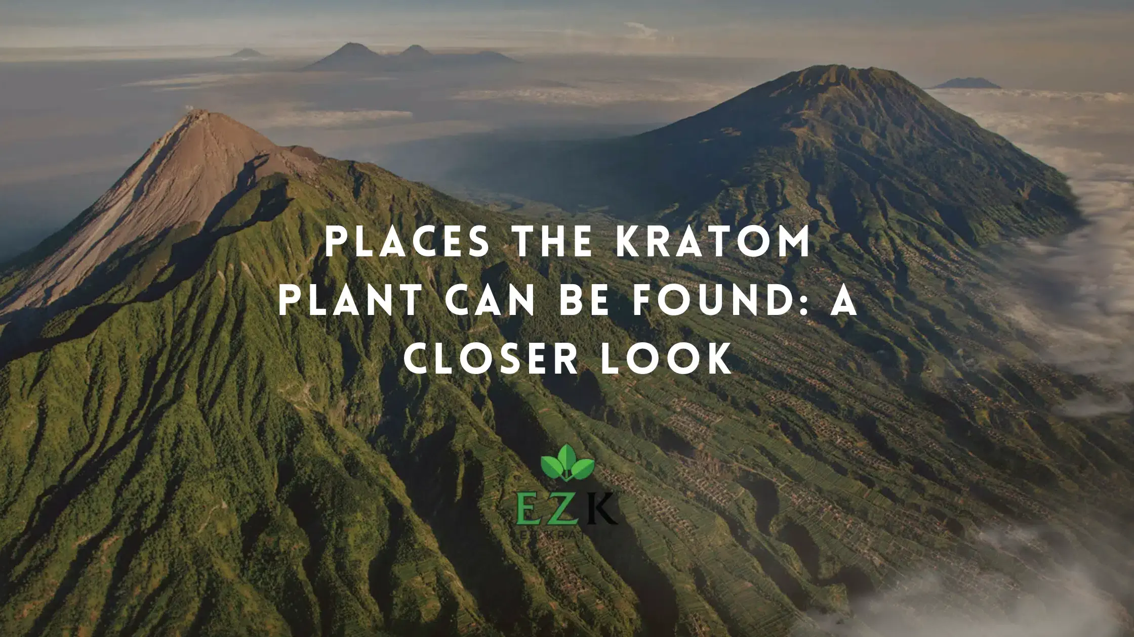 Places the Kratom Plant Can Be Found: A Closer Look