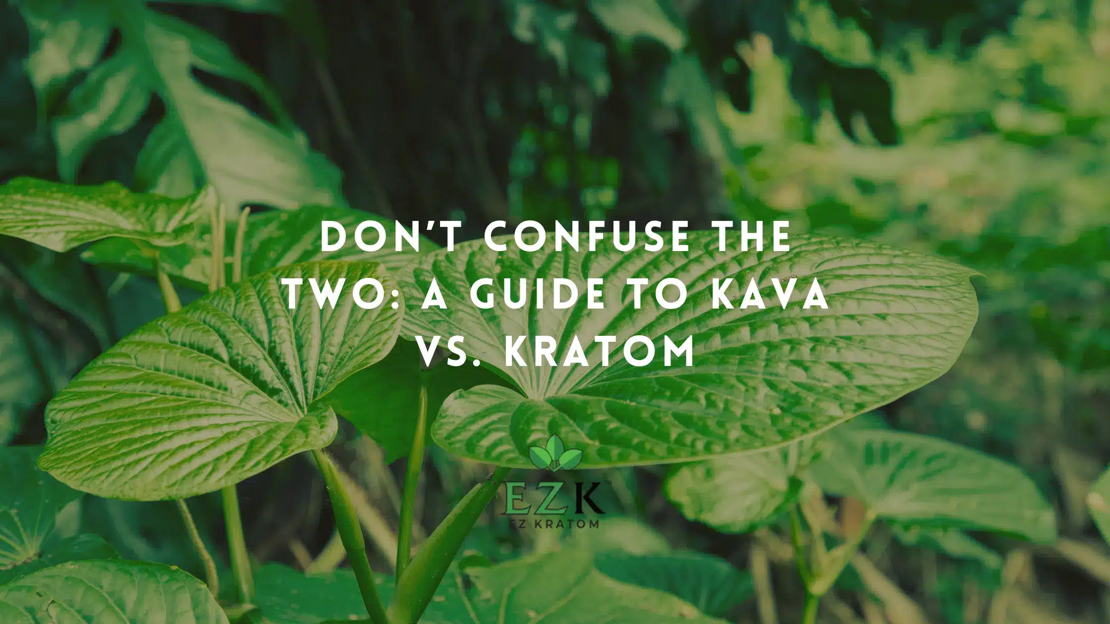 Don’t Confuse the Two: A Guide to Kava vs. Kratom