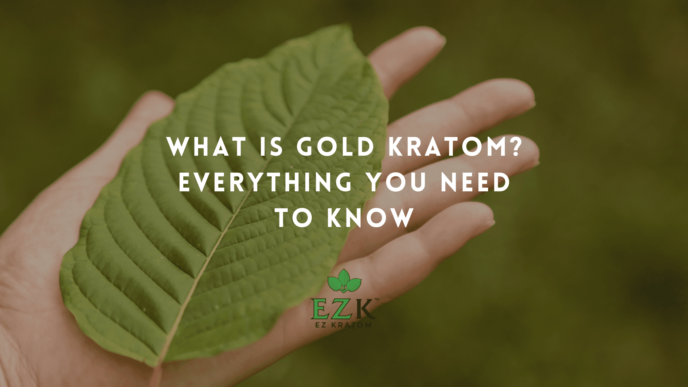 What Is Gold Kratom? Everything You Need to Know
