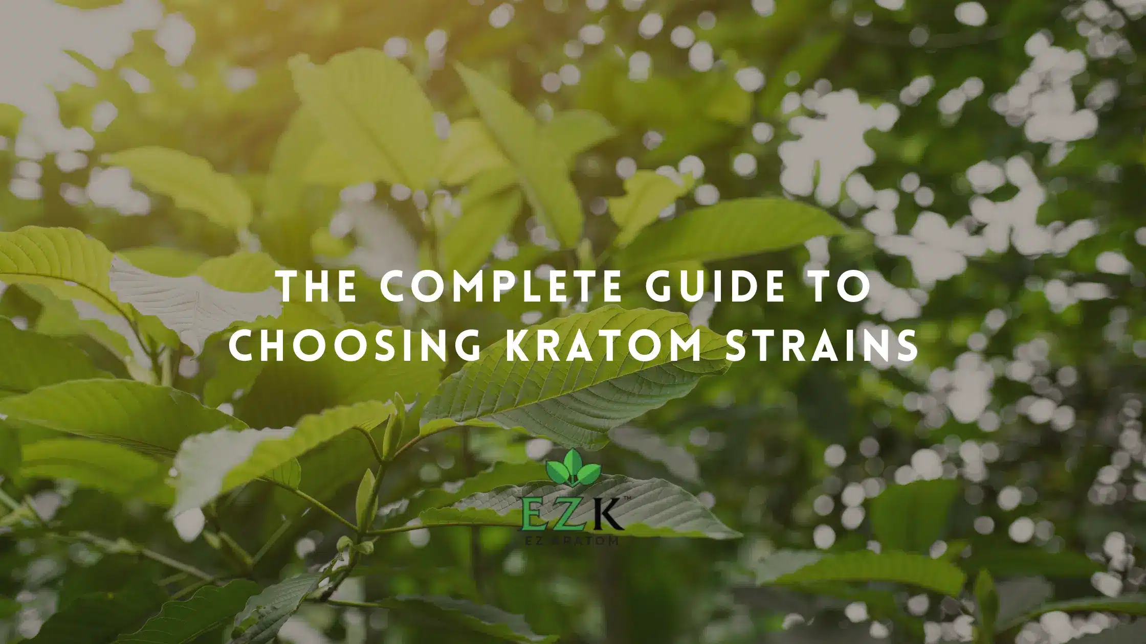 The Complete Guide to Choosing Kratom Strains