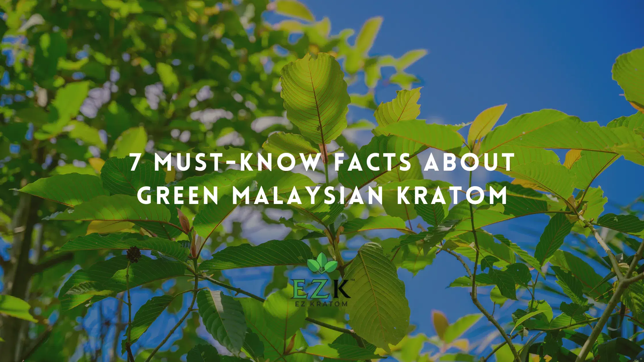 7 Must-Know Facts About Green Malaysian Kratom