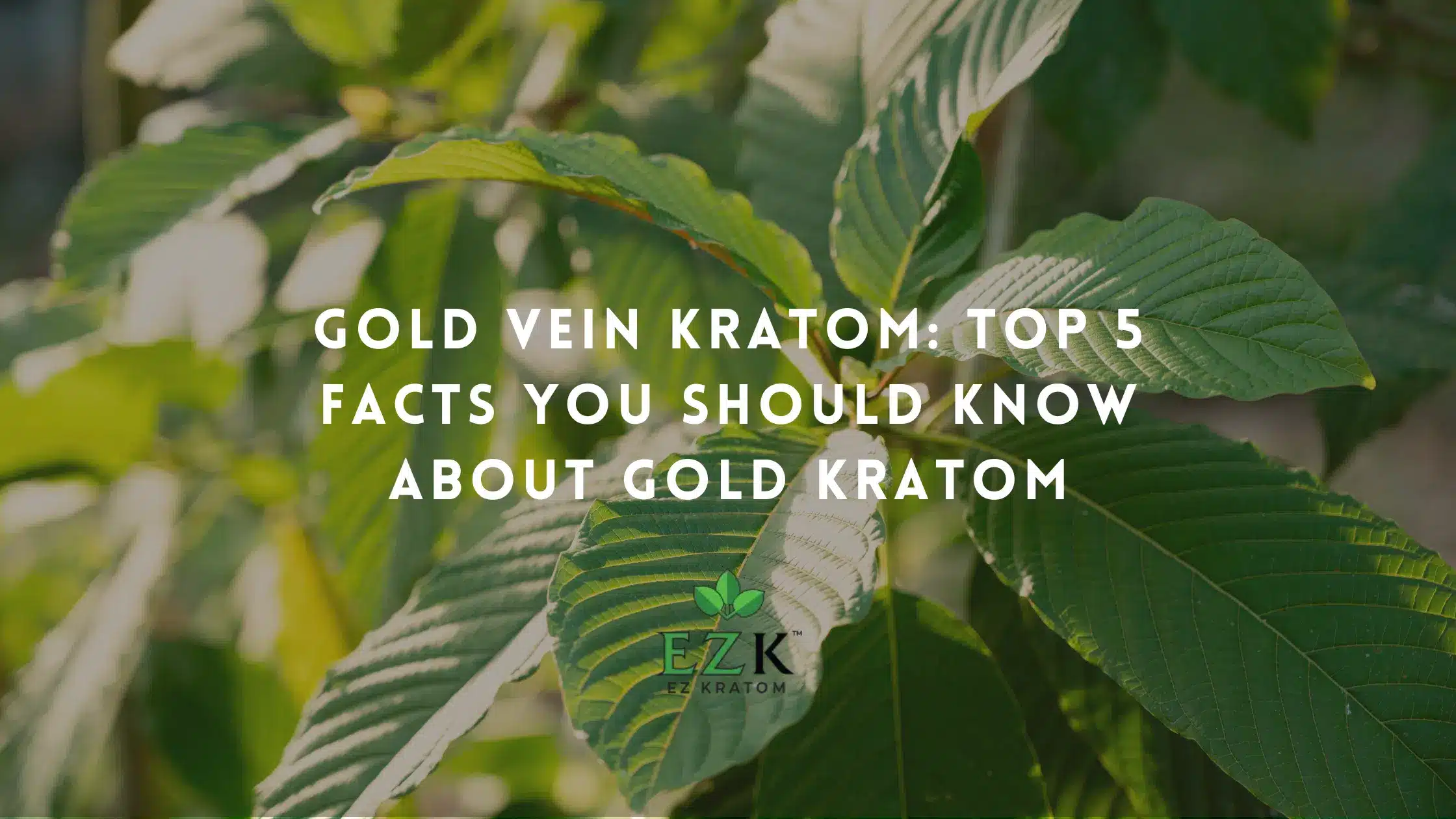 Gold Vein Kratom: Top 5 Facts You Should Know About Gold Kratom