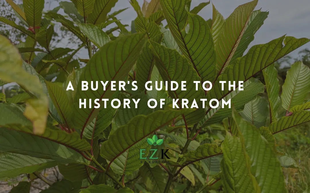 A Buyer’s Guide to the History of Kratom