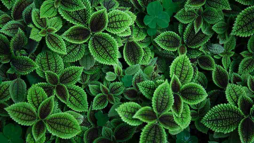 A Quick Guide to Red Bali Kratom