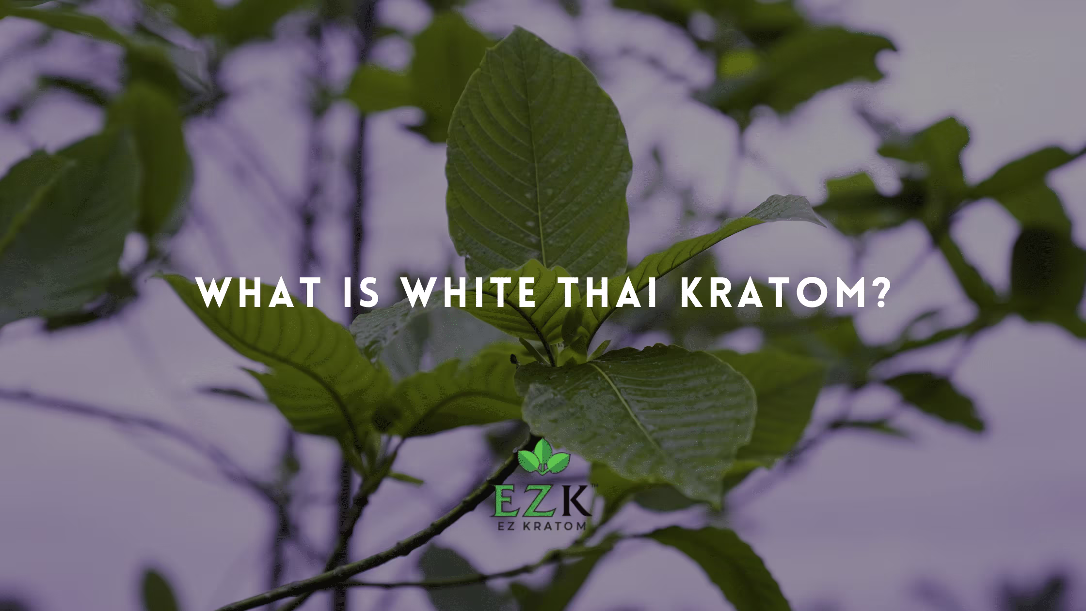 What Is White Thai Kratom?